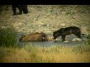 Wolf & Black Bear on Bison Carcus Wolf & Black Bear on Bison Carcus