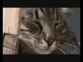 videos de SIlver the cat is my Guardian Angel