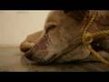 DYING DOG AS ART?!?! Guillermo Vargas Habacuc!!!