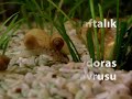 Corydoras �retim 1