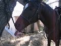 Cazinova\ Cazinova\