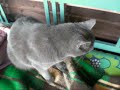 My cats :3