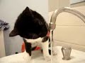 Kitten loves to drink from the Faucet...he is a special cat...a human cat? (o_-)
