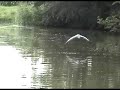 Herons on the Trent & Mersey Canal