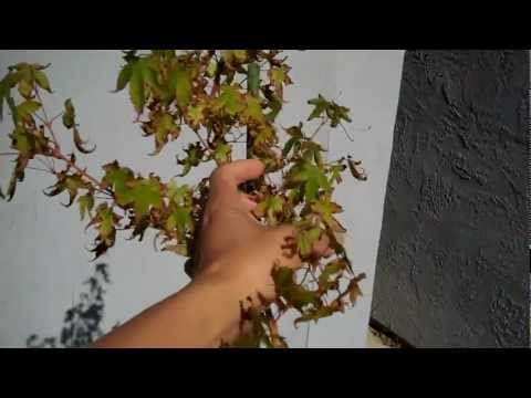 how to treat fungus on japanese maple