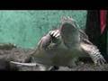 カミツキガメ（井の頭自然文化園 水生物館）１:YouTube閲覧数=806回