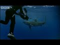 Ever wondered what it would be like to be a natural history cameraman? Follow the dramatic filming of Oceanic White Tip sharks in the heart of the Pacific Ocean and see how quickly a shark can change its behaviour to show its true predator colours. Dramatic scenes from the Making Of Planet Earth - Ocean Deep.