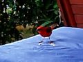 Madagaskar Fody (La Digue Island Lodge)