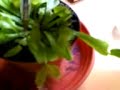 Mi Venus Atrapamoscas (Dionaea muscipula)