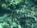 Three Fish