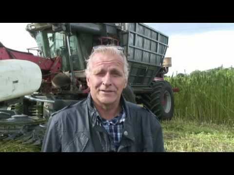 how to harvest hemp seeds