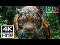 AMAZING 4K VIDEO ULTRA HD 240 FPS | DOLBY VISION (8K/4K VIDE ..