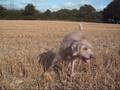 Sarika and Purdey 1