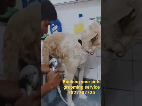 Royals pets | booking your pets grooming service. all' type of grooming service