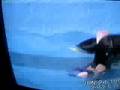 videos de Piscine