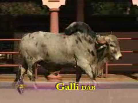 Galli