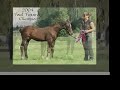 Truly a versatile sire with progeny competing successfully in Eventing, Dressage and Jumpers.Kingston successfully completed the 2000 Canadian Warmblood Stallion 30 day Performance Test as Reserve Champion with good and equal indexes for dressage and jumping. He earned '10' for his Willingness to Work with '9's' for Character & Temperament, the top scores for his canter, and good scores for jumping scope & technique.Kingston is a pleasure to show with naturally good paces and easy going manner. At recognized CEF dressage competitions, under judges such as Lisolette Fore and Hilda Gurney, he saw ribbons every time with dressage scores in the high 60% including three 70+%. At the jumper shows he is bold and brave with effortless scope over all types of fences. In 2003. Kingston competed in combined training. With limited outings, he regularly won the dressage segment (as does his son Southern Panache), showing boldness and scope cross country, all while competing in a rubber snaffle! Please visit our web site for more photographs of Kingston and his progeny.Kingston's sire, MARTIN'S WORRY, is the proven sire of champions in hunter, jumper and combined training in Canada and the U.S.A. From his sire, Kingston has inherited superb rideability and a fabulous canter - acknowledged by the judges at his performance test with the only '8' they awarded for canter. His dam ARIENA, herself a star mare, is by Naturel generally considered to be the best approved Lucky Boy xx son. Ariena's dam is by the preferent Dutch stallion KRISTAL.