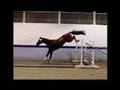 Kingston - Approved Canadian Warmblood stallion