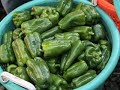  documentary fresh organic produce local farm shares student award winner