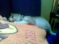 my kitten