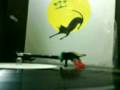 alleycats-kelukaan (vinyl lp records)