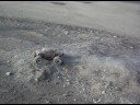 Nitro R/C bashing.