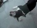 my crazy miniature bull terrier