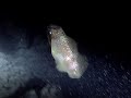 Mahukona Night Dive 10/08/2009