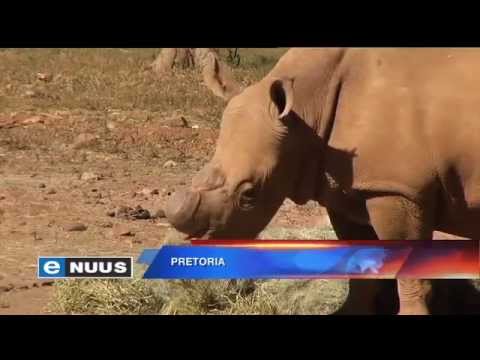 Dieretuin se renosters onthoring / Zoo’s rhinos dehorned Dieretuin se renosters onthoring / Zoo’s rhinos dehorned