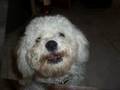 Bichon Frise