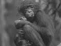 The Great Ape Project
