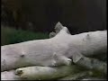paintball vid from Web Dog Radio part 1