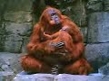 Animatronic Orangutan Animatronic Orangutan