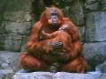 Animatronic Orangutan