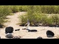 Blue-footed Booby