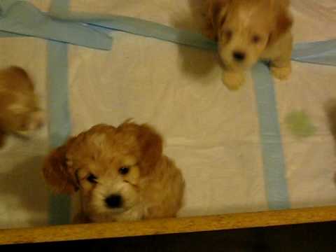 cockapoo