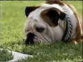 Tillman week one on the Greatest American Dog