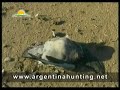 pigeon hunting in argentina   www argentinahunting net