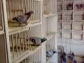 MASTER ZYGMUNT SKOWRONEK,POLAND,ZABRZE-Pigeons-Golebie