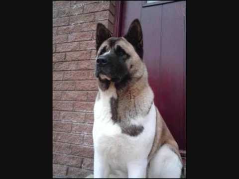 akita