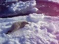 seal in the arctic seal in the arctic