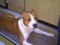 tayson