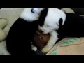 cuccioli bobtail old english sheepdog.AVI