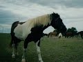 Für mein Fallada aka Falli aka Dicker