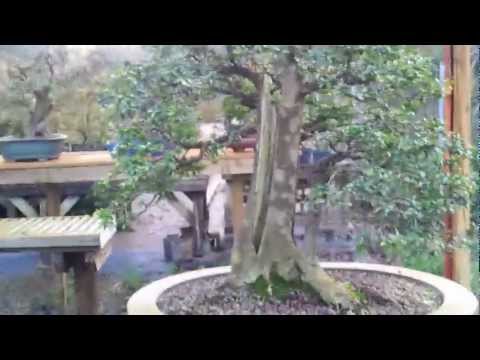 how to fertilize a bonsai tree