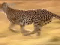 Cheetah Vs Gazelle - BBC Wildlife
