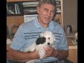 BANDIT...OUR 5 MONTH OLD HAVANESE  BY NORM LIPSON