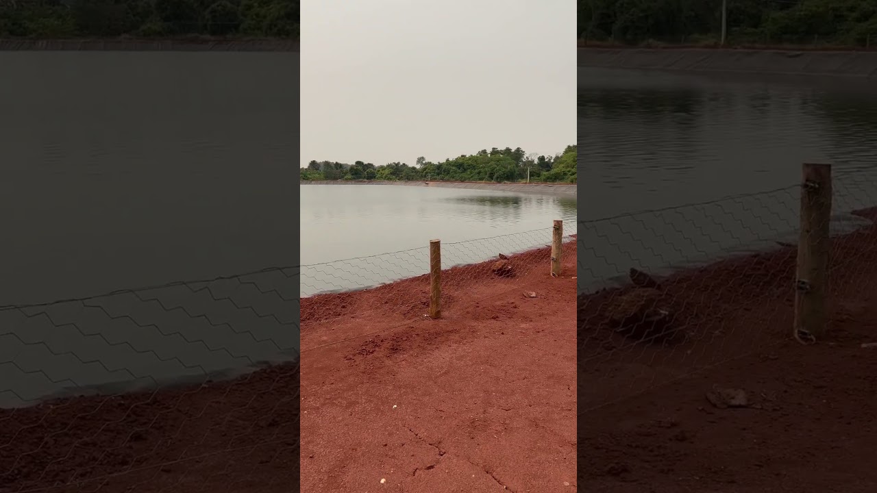 60 MILHÕES PARA 110ha irrigados #irrigacao #irrigacaointeligente #pivocentral