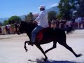 Single Footing Horses in Greece-She is a mare! Single Footing Horses in Greece-She is a mare!