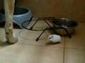 Sharkey the hamster shares dog´s water bowl
